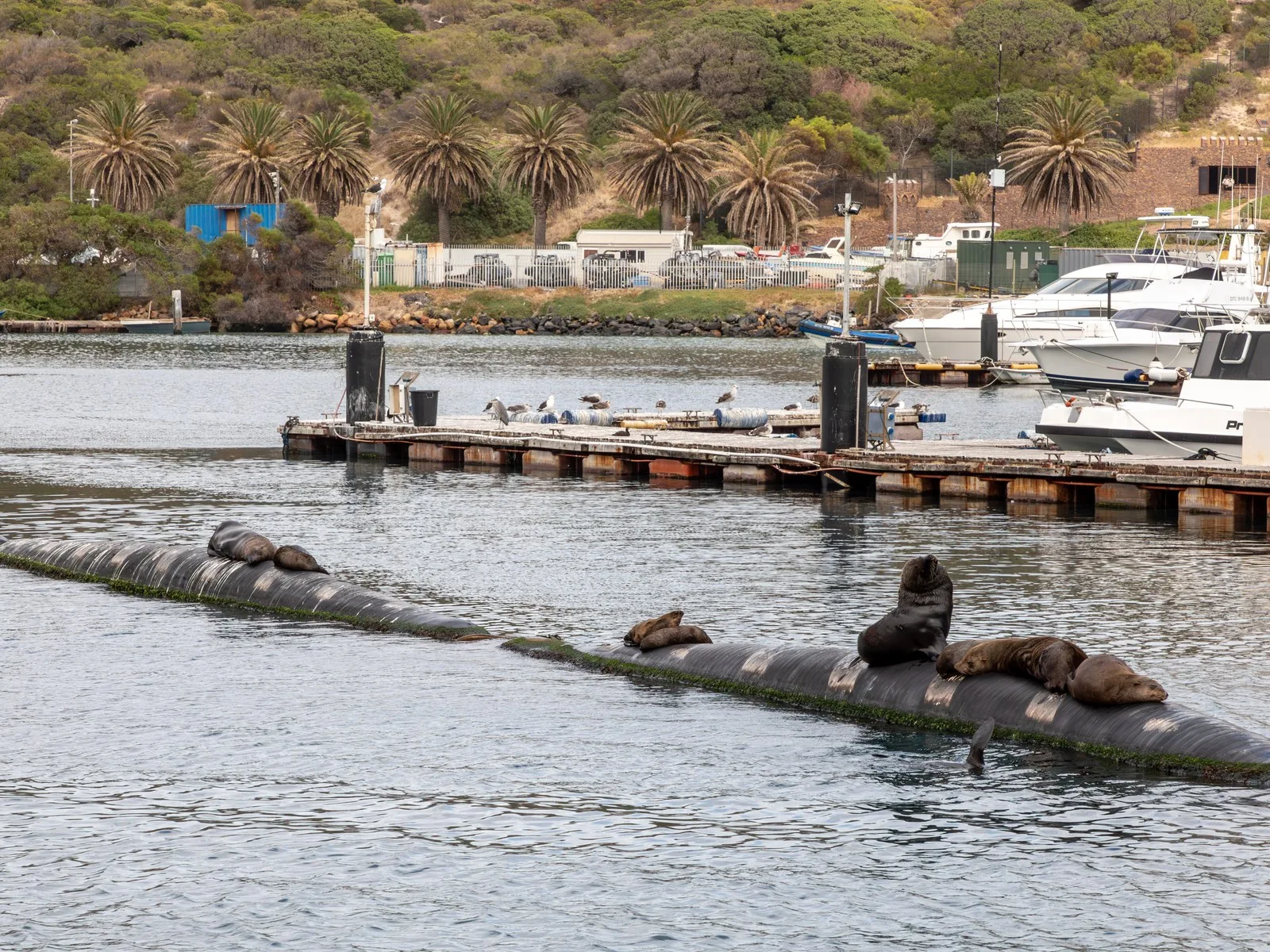 Fishing boats at Hout Bay Harbour