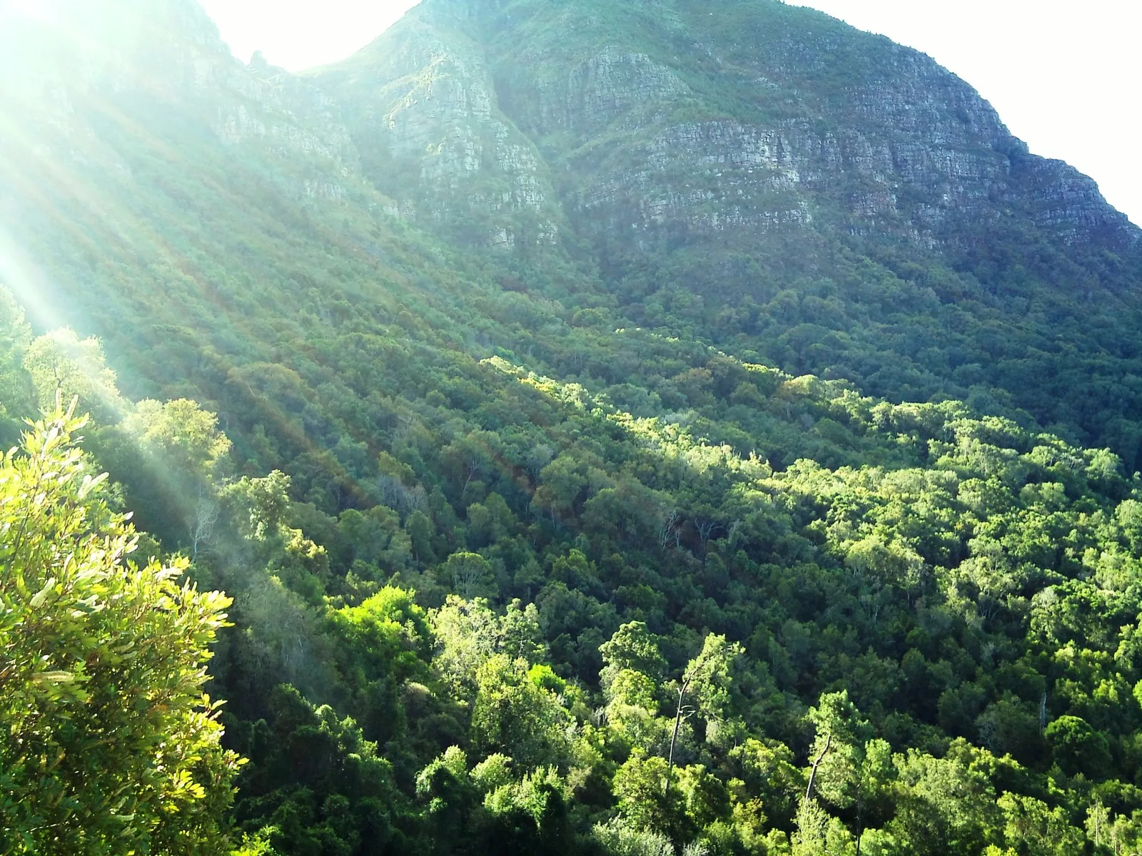 Forest and mountain trails near Cape Town