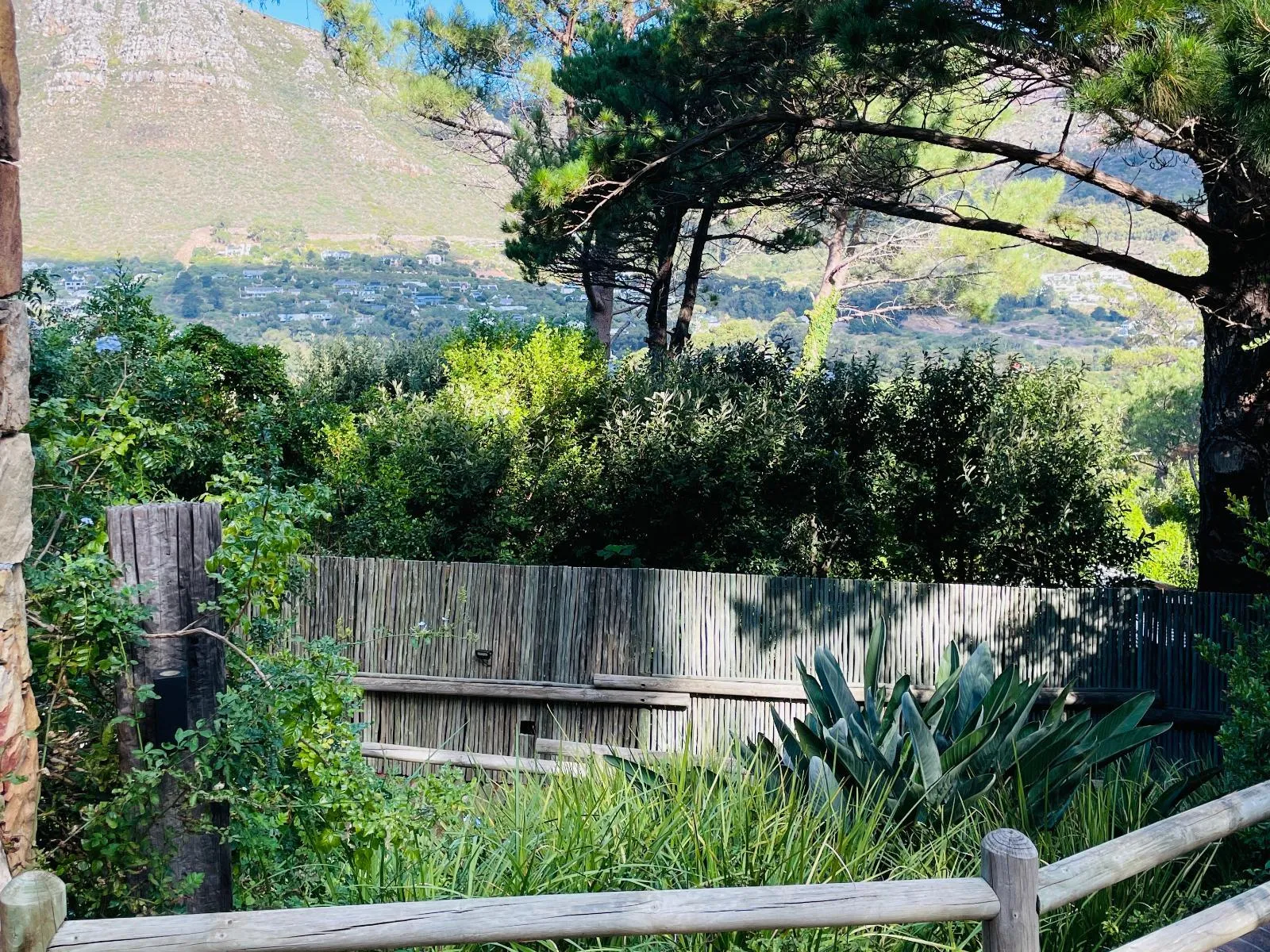 Jasmine — Mountain view