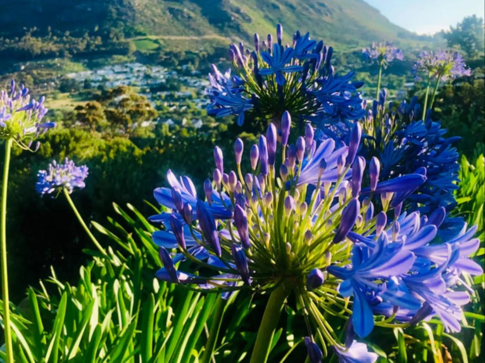 Saffron Cottage — Garden view