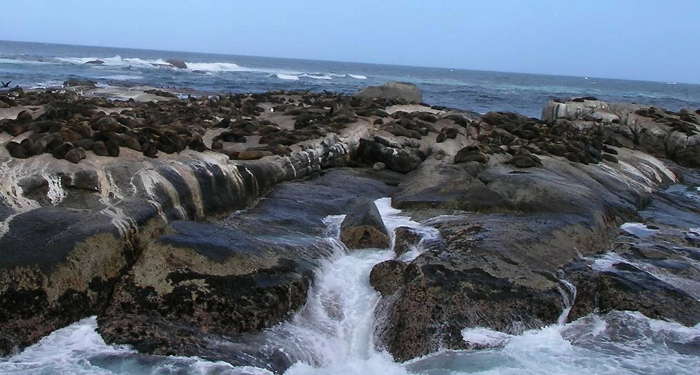 Cape fur seals on the rocks of Duiker Island