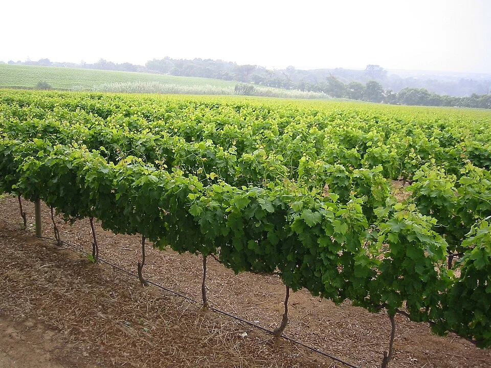 Vineyard rows at Groot Constantia